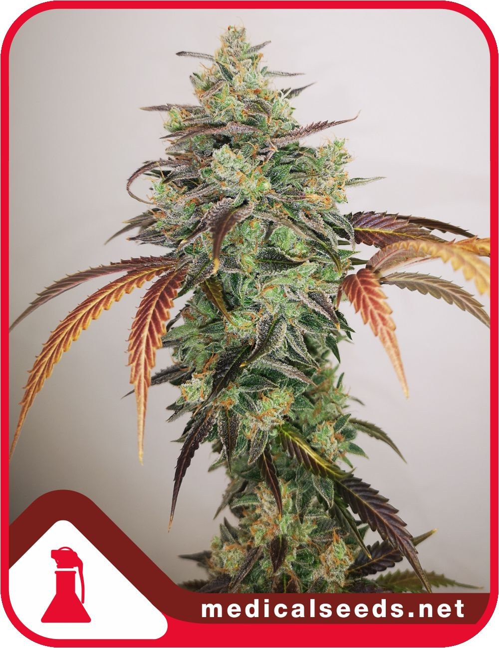 Y Griega CBD