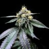 You-Whoo Reg. (DNA Genetics Seeds)