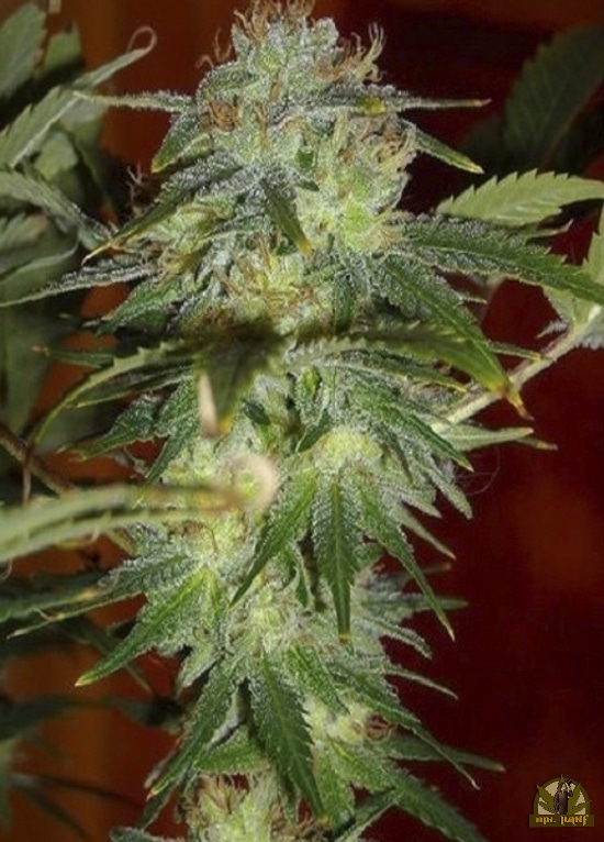Yumbolt (Sagarmatha Seeds)