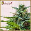 Zesty Zkittlez Auto