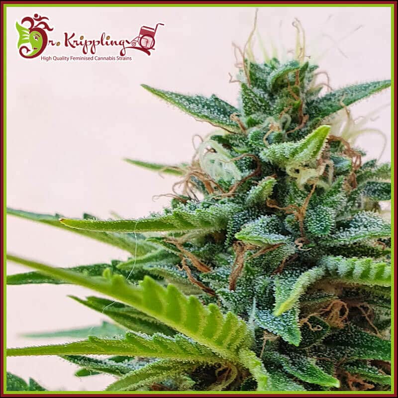 Zesty Zkittlez Auto
