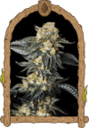 Zkittaberry Auto