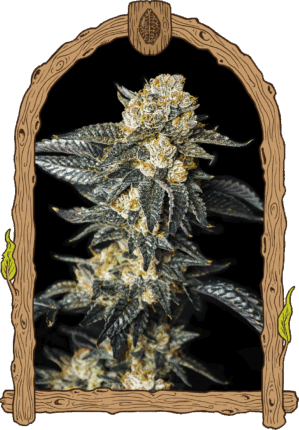 Zkittaberry Auto