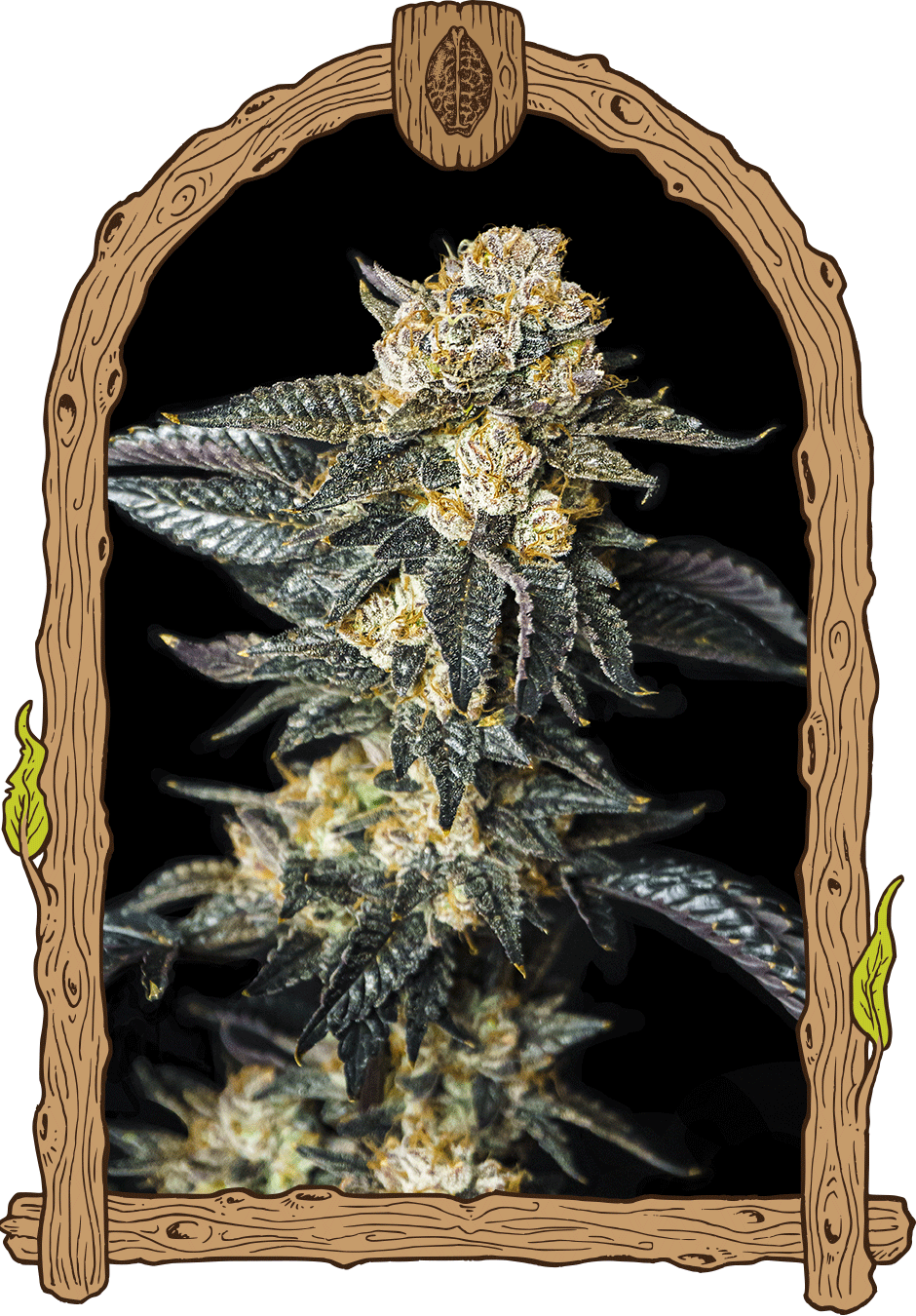 Zkittalicious Auto