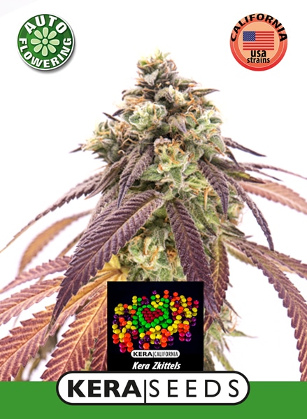 Zkittels Auto