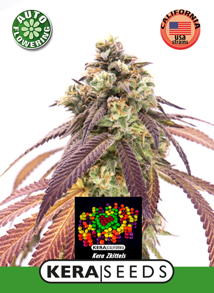 Zkittels Auto