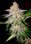 Zkittles (BSB Genetics)