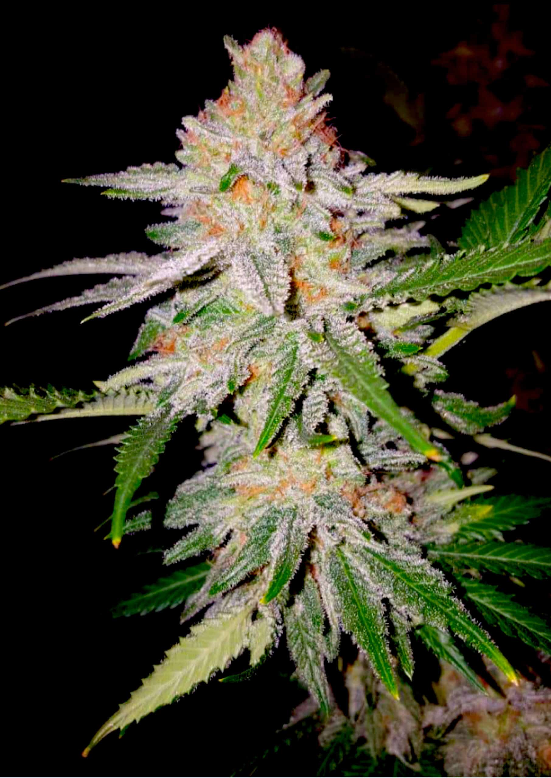 Zkittles (BSB Genetics)