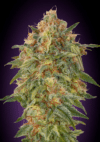 Zkittlez (Advanced Seeds)