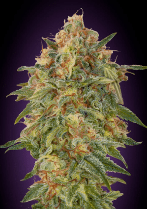 Zkittlez (Advanced Seeds)