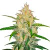 Zkittlez Auto (FastBuds)