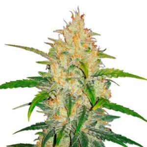 Zkittlez Auto (FastBuds)