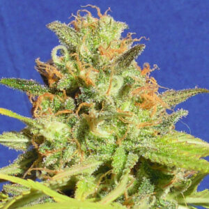 Zkittlez Auto (Original Sensible Seeds)