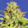 Zkittlez Auto (Original Sensible Seeds)