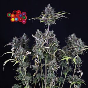 Zkittlez Auto (Seedsman)