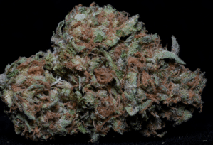 Zkittlez (Big Head Seeds)