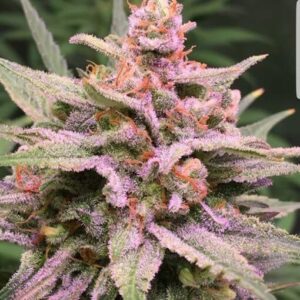 ZkittleZ Glue