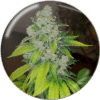 Zkittlez (Medical Seeds)