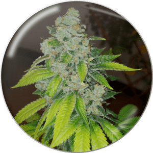 Zkittlez (Medical Seeds)