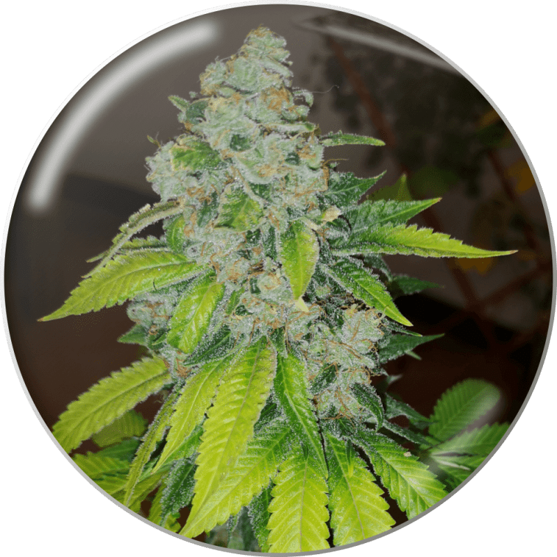Zkittlez (Medical Seeds)