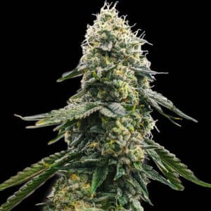 Zkittlez (Spliff Seeds)