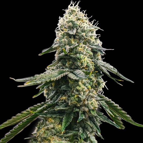 Zkittlez (Spliff Seeds)