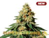 Zkittlez (Super Strains)