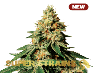 Zkittlez (Super Strains)