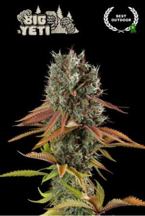 Zmakdaun