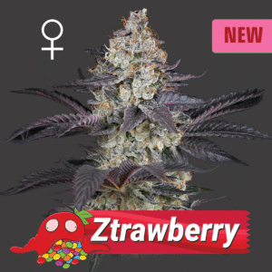 Ztrawberry