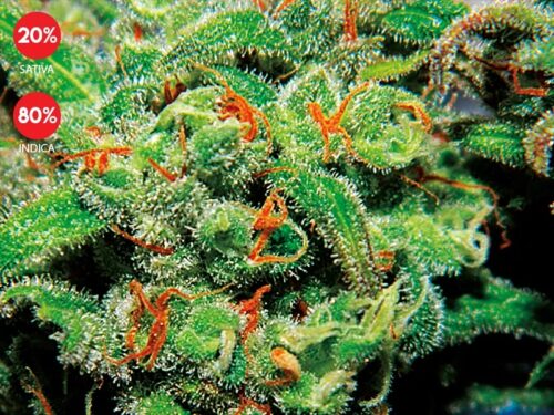 Auto Tasty